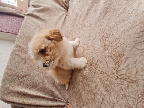 Maltipoo dişi erkek