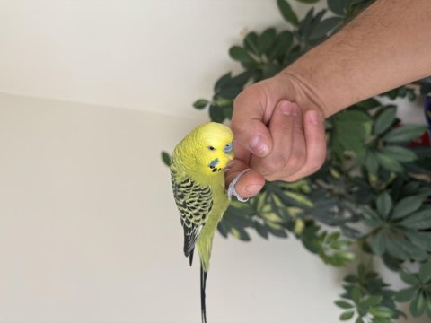 Konuşan muhabbet kuşu fıstık 81 ile gönderim mevcuttur