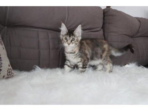 Dernek kayıtlı full şecereli aşıları tamam safkan maine coon