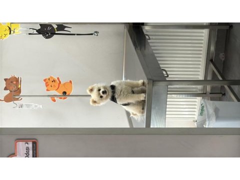 Pomeranian oscar için yeni yuva