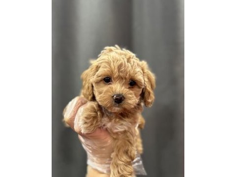 Mini mini maltipoo bebekler