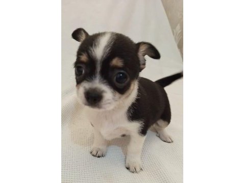 Teacup chihuahua yavrular mersin tarsus