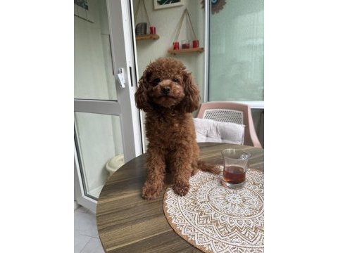 Kore poodle eşleşme