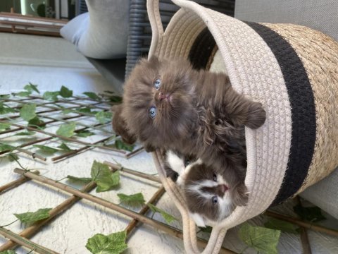 Çikolata ve bicolor british shorthair bebekler