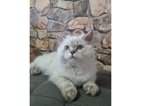 Yavru british longhair