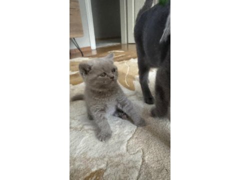 45 günlük british shorthair