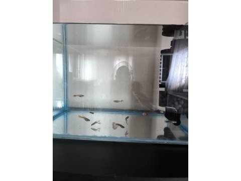 10 adet erkek dişi karışık lepistes japon takaslı