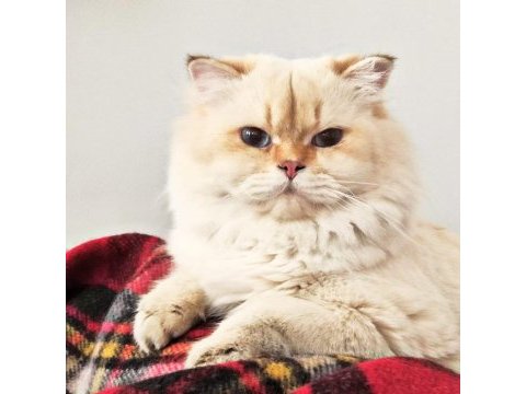 Full secereli by 11 33 erkek british longhair