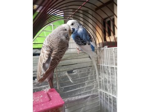 Acil 1 çift takım muhabbet kuşu