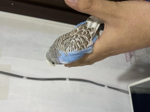 Takım jumbo muhabbet kuşu uyguna