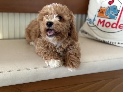 Aşılı pasaportlu wc eğitimli maltipoo yavrularımız