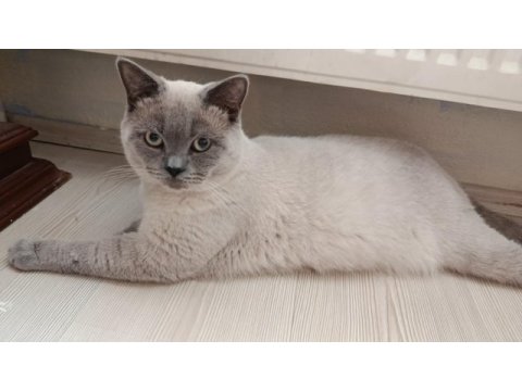 Çok uysal british shorthair 6 aylık bakımlı