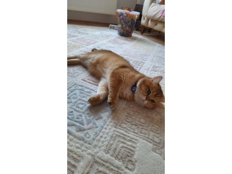 Şecereli dişi british shorthair