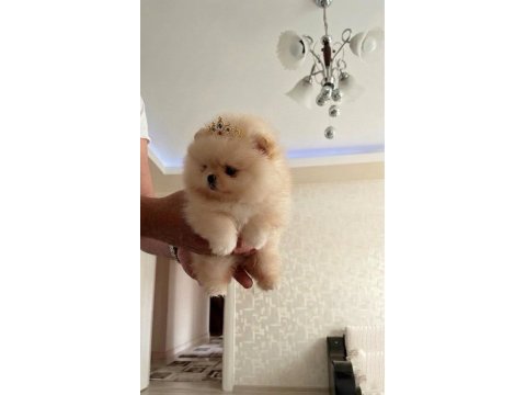 Teacup prenses mini boy pomeranian