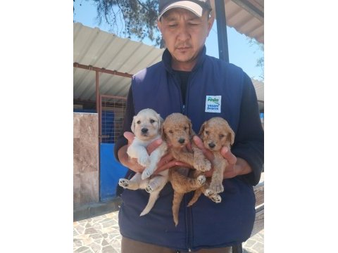 Standart poodle efsane bebekler