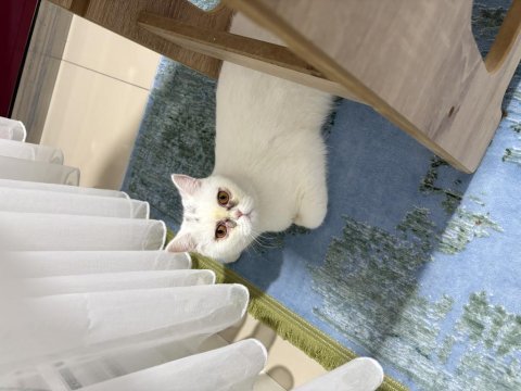 11 aylık erkek british shorthair kedimiz