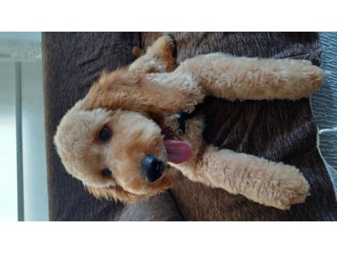 Köpeğimiz yeni yuvasını arıyor