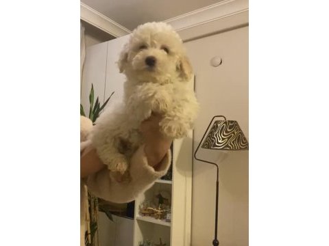 Erkek oyuncu maltipoo köpeğim