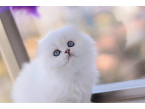 Türkiyede tek eşsiz güzellik scottish fold long yavrum