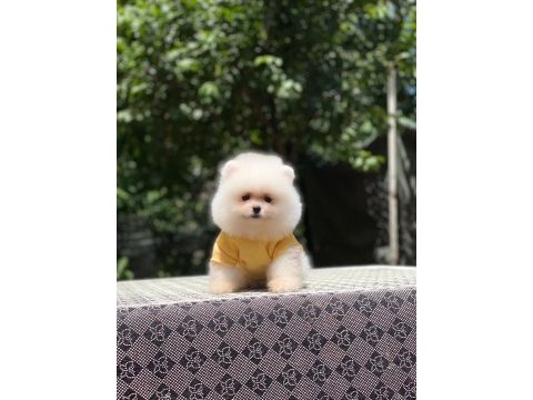 Dişi ve erkek mevcuttur hepsi de safkan pomeranian