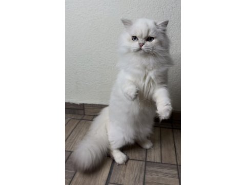 Muhteşem yakışıklı british longhair paşamız