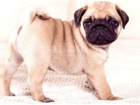 Yavru pug dişi erkek mevcut