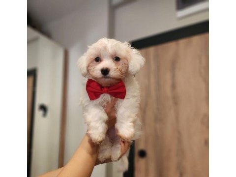 Bembeyaz tüyleriyle maltese terrier yavrusu