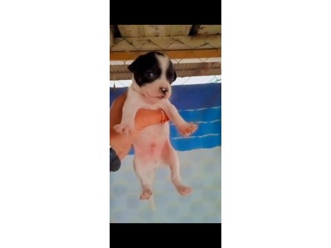 Teslime hazır şivava yavrular uygun