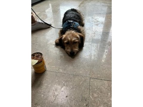 Köpeğimiz sıcak yuvasını arıyor