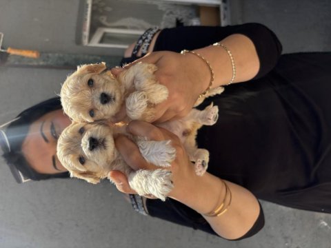 Safkan maltipoo yavrularım