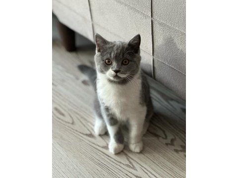 3 aylık erkek british shorthair
