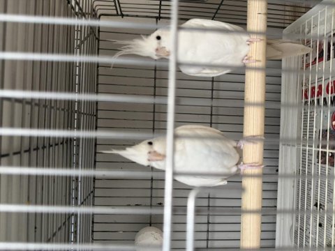 Albino sultan papağanı