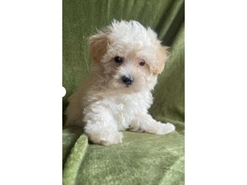 Maltipoo bebekler