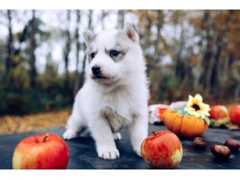 Anne altından yeni sütten kesilmiş safkan huskyler