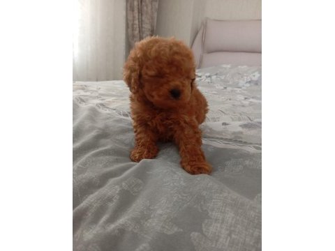 Core poodle