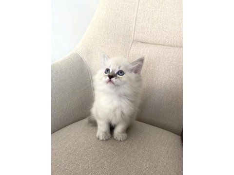 Mavi gözlü pamuk gibi british longhair