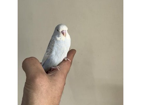 Bebek muhabbet kuşu yeni yeme düşmüştür