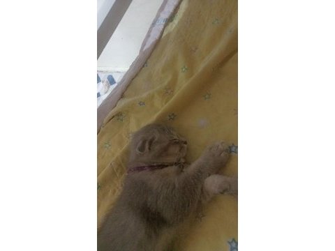 4 aylık scottish fold erkek
