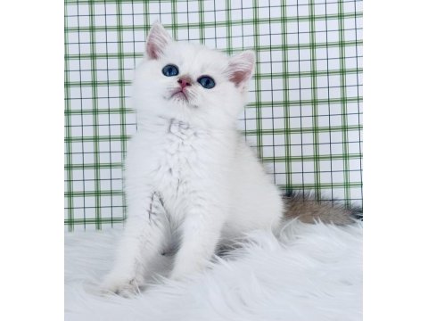 British shorthair erkek yavru ny1233, safkan