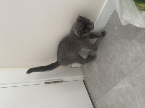 3 aylık aşıları tam british shorthair