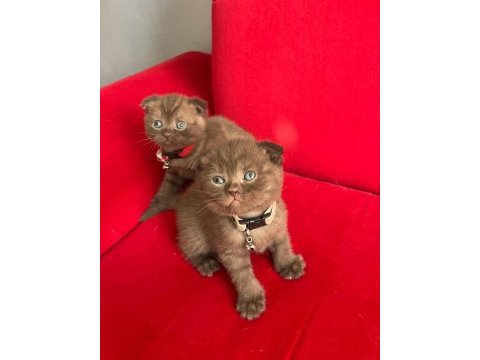 Ev ortamından scottish fold yavrular