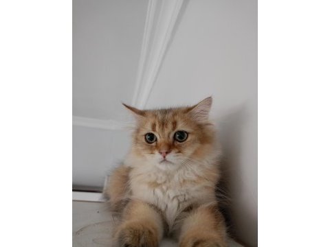 British longhair cok uyguna verilecek