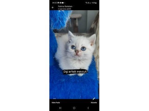 Beyaz british shorthair yavrular