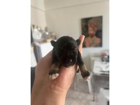 Muhteşem bebekler anne altından rezerve köpeğimiz