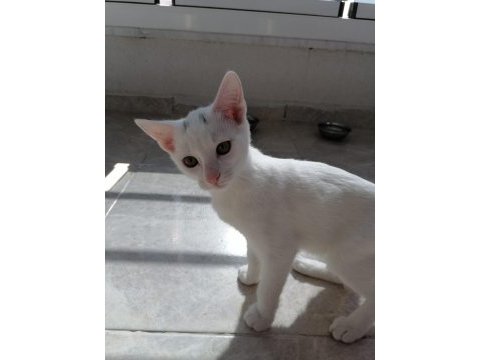 3 aylık erkek ankara kedisi yavru