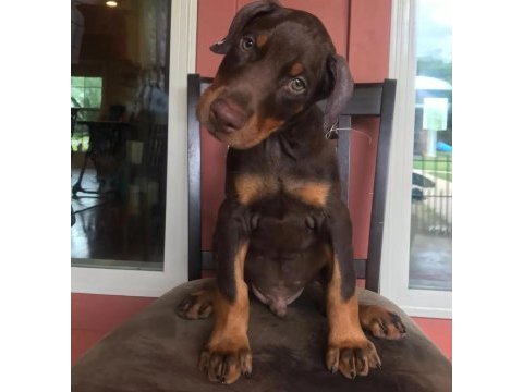 Doberman bebekler tr geneli kapıya kadar teslim