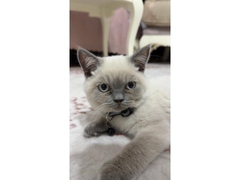 2 aylık british shorthair pasaportlu ve mikroçipi var