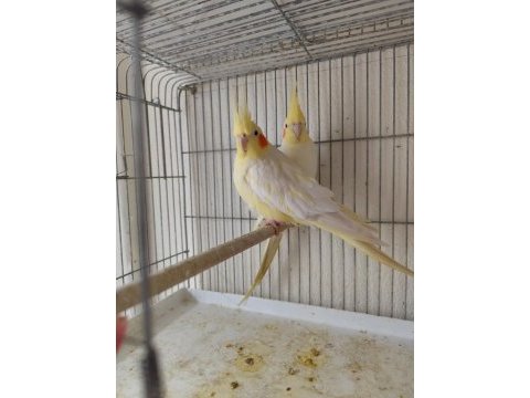 Hazır lutino kırmızı göz takım sultan papağanı
