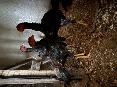 Sağlıklı iyi horozlar