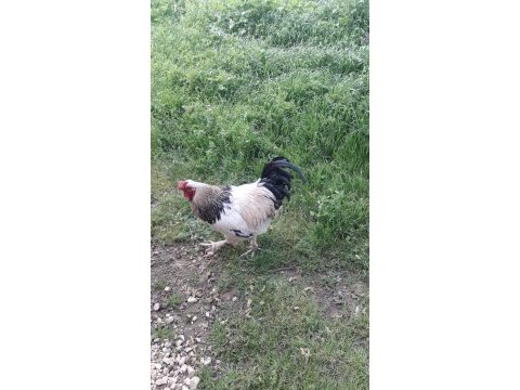 Orjinal brahma horozu 2 yaşında beyaz